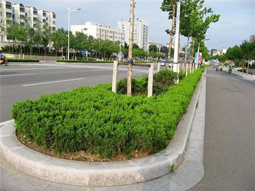黃銹石光面 黃銹石光面
